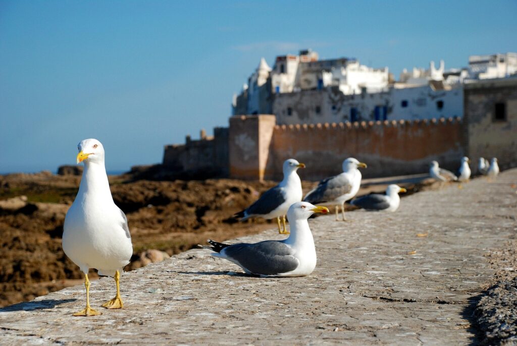 essaouira, morocco, africa, costa, sea, seagull, nature, travel