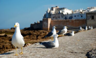 essaouira, morocco, africa, costa, sea, seagull, nature, travel