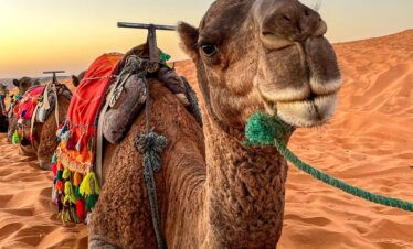 animal, nature, camel, mammal, species, ride, wildlife, desert, morocco, sand, caravan