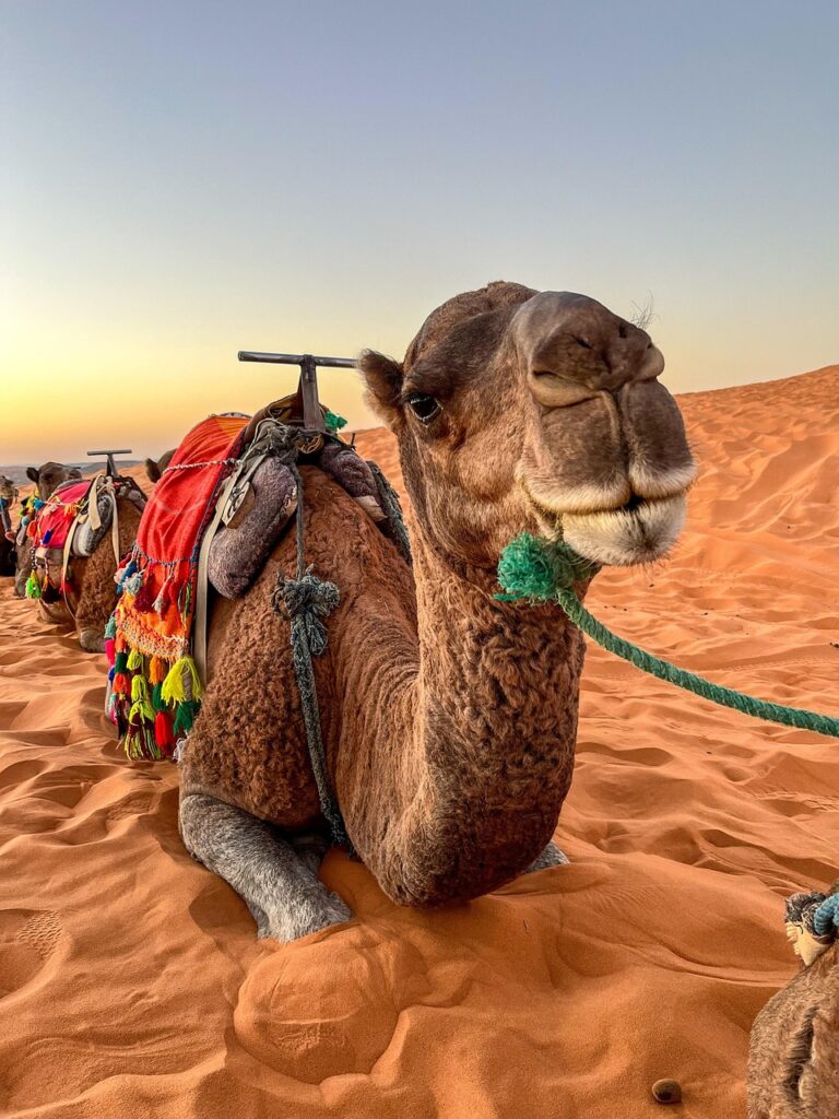 animal, nature, camel, mammal, species, ride, wildlife, desert, morocco, sand, caravan