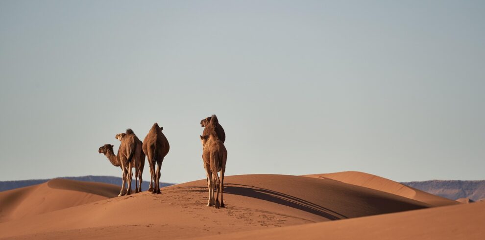 camels, sand dunes, desert, sahara, animals, sand, dry, hot, nature, dune, morocco, africa, adventure, barren, hike, travel, landscape, camels, desert, desert, desert, desert, desert, sahara, morocco, morocco
