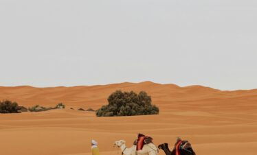A traveler and camels traverse the vast sand dunes of a desert landscape.