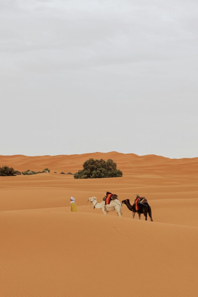 A traveler and camels traverse the vast sand dunes of a desert landscape.