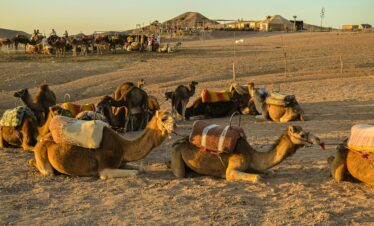 A group of camels resting in the Agafay desert with riders nearby under a warm sunset.