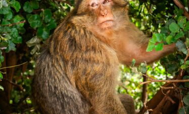 Barbary macaque sitting under lush greenery in Ouzoud, Morocco, showcasing its natural habitat.