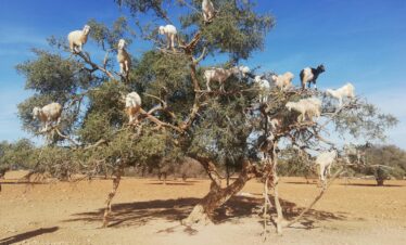 Goats perched on argan trees in Morocco's dry landscape under a clear blue sky.